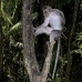 monkey_macaque_balinese_mf_ubud_v_1163_bal4881.jpg
